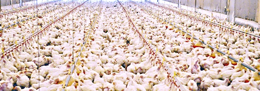 broiler chicken farms