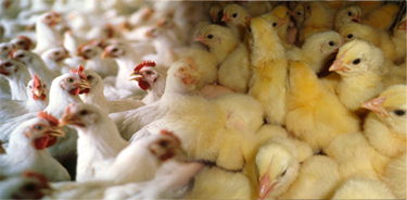 Arab Qatari For Poultry Production